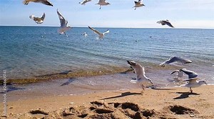 Seagulls are fighting for food on the beach in slow motion, seagulls on the ocean