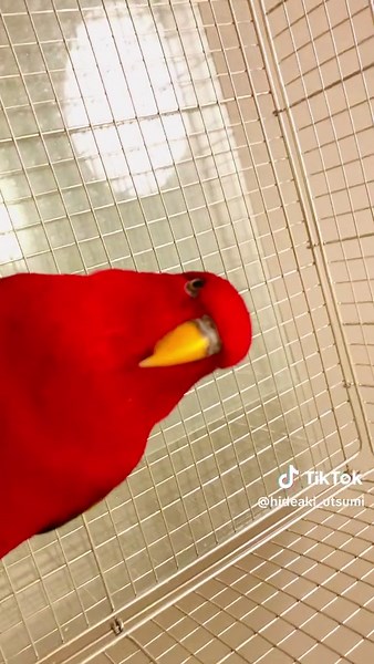 Red Bird Laughing Compilation: Funniest Moments