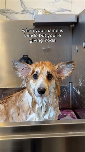 When Your Name is Lando But You're Giving Yoda