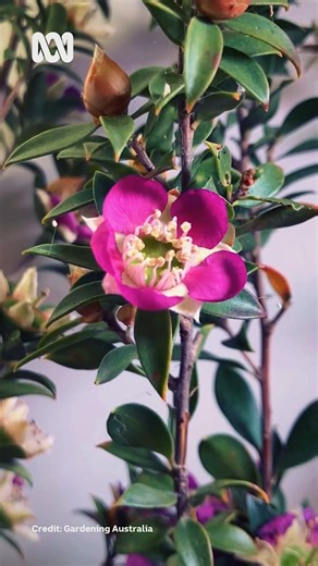 33K views · 586 reactions |  "Worldwide there are 87 species of Leptospermum and Australia is home to 84 of them. Highly sought after for their medicinal honey, they make a  florific  addition to any garden." - @clarenceslockee. Learn more about native shrubs for your garden  over on our website. ️ Timelapse by Gardening Australia / Madz Rehorek. #ABCMyGarden #GardeningAustralia #Leptospermum | Gardening Australia | Facebook