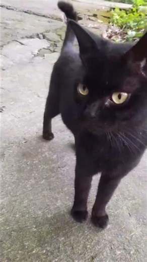 The Black Cat Walks Up Like He’s About to Interview Us! 😹🎤 #pets #cat #kitten