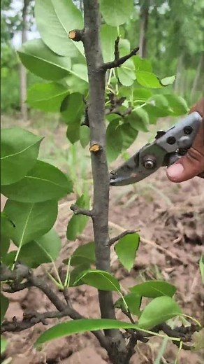 Prune Your Pear Tree Smartly 🍐 | Boost Growth & Future Harvest.#PearTree #PearPruning #FruitTreeCare