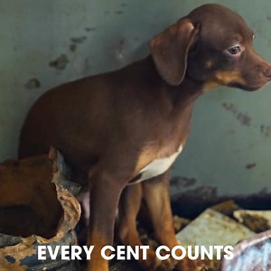 Start off the year by making a difference for animals in need! Your renewed support will help so many animals this year, including efforts to: 🐾 Rescue and care for cruelty victims 🐾 Relocate animals for a better chance of adoption 🐾 Rehabilitate rescued animals 🐾 Provide meals, shelter and medical care 🐾 Advocate for stronger animal welfare laws | ASPCA