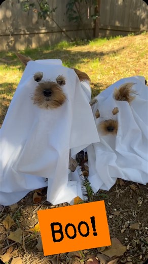 🎃🎃 🖤🧡🖤 Happy Halloween! 🖤🧡🖤 🎃🎃 #yorkie #faeandmishka #dogsofinstagram #puppylife #dogreels #yorkielove #sisters #halloween #ghosts #cutedog #ghostdog | Fae and Mishka