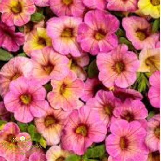 50 Yellow Pink Petunia Seeds Annual Flower Garden Bloom Plant - Etsy