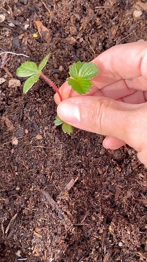 🍓The nodes on the runners or stolons have the ability to develop their own root system which can be cut off from the mother plant. It usually takes 4 weeks for roots to develop. Your new strawberry clones will fruit next season! ✳️ For new plants, remove runners to allow them to establish in the first year. ✳️ Day neutral and everbearing varieties generally don’t produce many runners. Summer or June bearing are known to produce runners until the first frost. 🍓Plant in full sun. Strawberries th