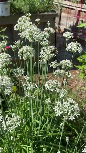 3 Simple Garlic Chives Recipes You Need to Try #herbs