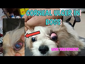 Corneal Ulcer in dogs causes, symptoms and treatment | Eye infection in dogs and treatment