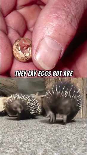 Echidnas Spiny Egg Laying Mammals