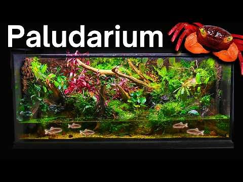 I Made a Giant Ecosystem For Vampire Crabs, Here’s How!