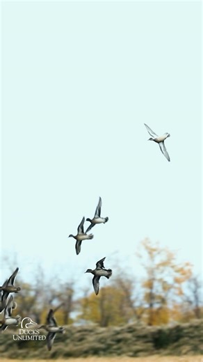 A Special Message from DU CEO Adam Putnam: 2025 gave us over 1 million reasons to be proud of Team DU’s incredible achievements across the nation and the continent. And our volunteers, staff, and partners are the reasons Ducks Unlimited will continue to break new ground in wetlands and waterfowl conservation in the future. Thanks a million! #DucksUnlimited #TeamDU #wetlands #waterfowl #conservation | Ducks Unlimited