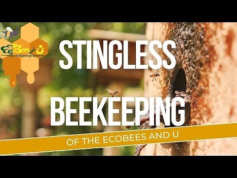 Stingless Beekeeping Philippines