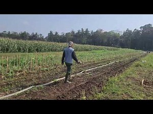 Simple Technique How to Roll Up a Water Hose Easily — Agriculture Farming