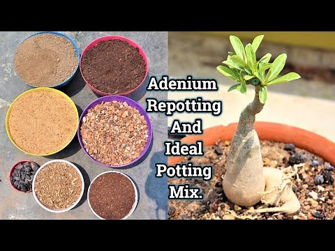 How to make ideal potting mix for Adenium || Desert Rose || How to repotting Adenium plant