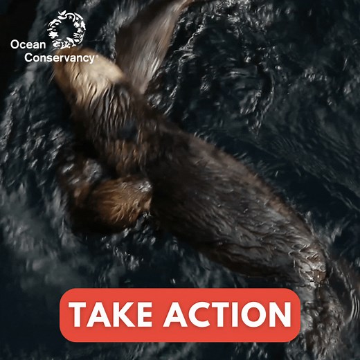 Sea otters need our help! These adorable animals are endangered—and they are vital to the health of marine ecosystems. ADD YOUR NAME: Protect these lovable and essential marine mammals. | Ocean Conservancy