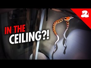 2 Rattlesnakes Found in the Bathroom Ceiling