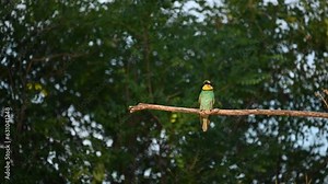 European bee eater Merops apiaster. A bird is sitting on a branch with an bee in its beak and flying away. Slow motion.