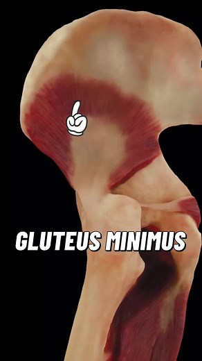 Understanding the Gluteus Minimus Muscle Anatomy