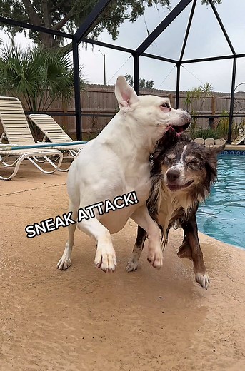 Pool shenanigans! | pool