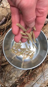 Cuisine des chatons printaniers du noisetier à long bec (Corylus cornuta). Simple et délicieux! Pour en savoir plus sur les plantes sauvages: latelierdecueillette.ca. 🌿 | L'atelier de cueillette