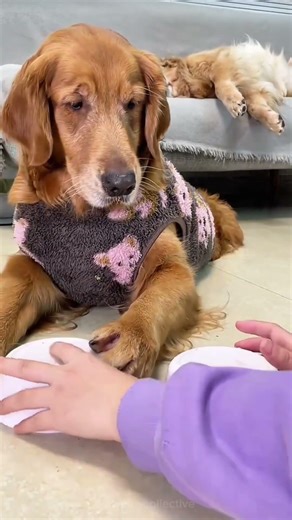 GUKGUK GUESS THE FRUIT :) #shorts #funny #cutedog #fyp