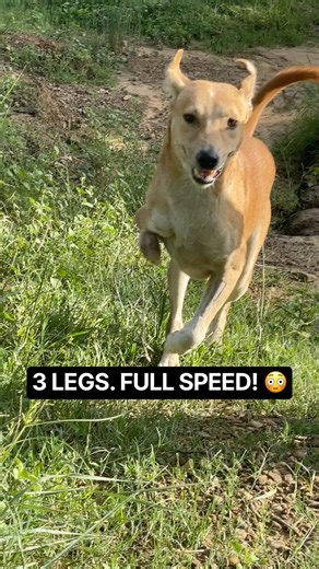 3 Legs. Steep Trail. Full Speed. ❤️🐕