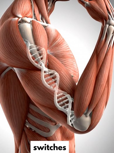 Understanding Muscle Memory and Epigenetics in Strength Training