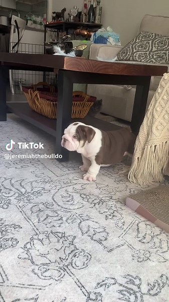 English Bulldog Puppy Potty Training Fails