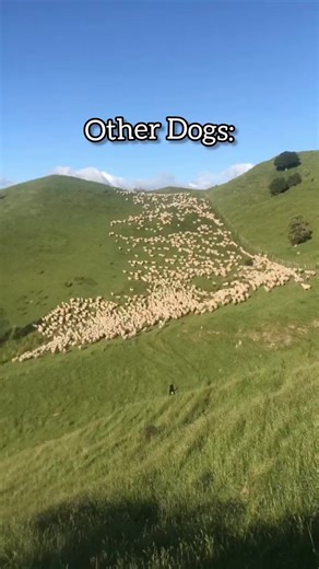 76K views · 1.7K reactions | Other Dogs vs My Dog  IB: Best Boy Benson #chowchow #chowchowpuppy #chowpuppy #chowchowdog #chow #chowchowlife #chowchowbear #chowchowworld #puppy #doggo #puppy #pupsoffacebook #cutestpuppy #cutedog #crazydoggo #9gagcute #dogsoffacebook #dogoftheday | MishkaChow | Facebook