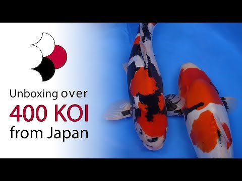 Our largest shipment of koi ever - Unboxing of 433 koi shipped directly from Japan
