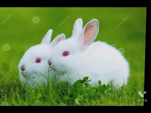 Cute white rabbit photos