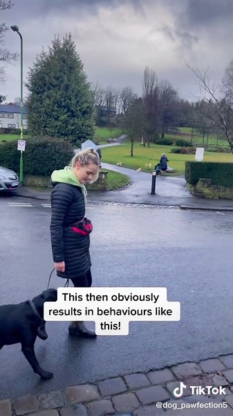 dog_pawfection on TikTok