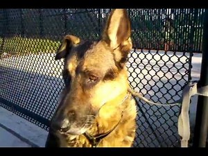 DOG EAR HEMATOMA AURAL GERMAN SHEPHERD. SWOLLEN INFLAMED ENLARGED, Take 2.