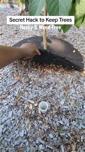 Secret Hack to Keep Trees Happy & Weed-Free!