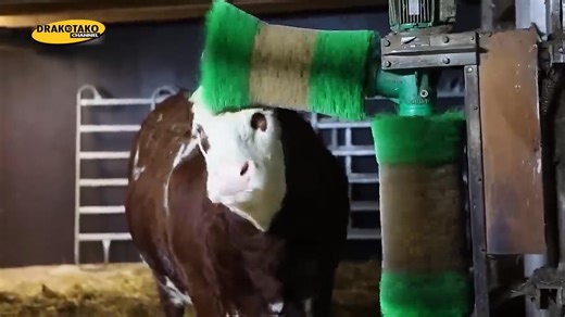 🐄 ¡Revolución en el campo! Desde robots vaqueros que recorren extensiones inimaginables hasta ordeñadoras rotatorias que manejan cientos de vacas en minutos, estas máquinas han llevado la ganadería a un nivel completamente nuevo. 🚜 Descubre cómo estas innovaciones están transformando la vida de los ganaderos y aumentando la productividad como nunca antes. | Drakotako Channel