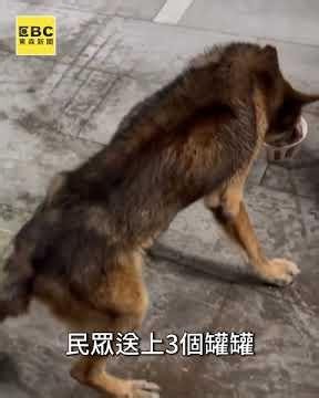 情侶疑摔狗還「綁樹叢遺棄」 熱心民眾急報警 #shorts