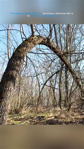 Build a Flying Treehouse for Wild Boar Survival