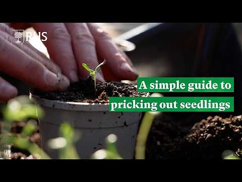 A simple guide to pricking out seedlings | The RHS