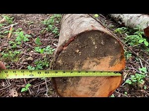 Alder log diameter measurement