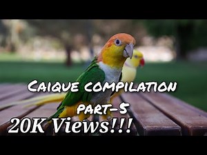 Caique Parrot Compilation Part-5 for Tips, Tricks and Funny Videos | #indianringneck #caiqueparrot