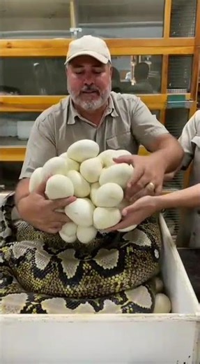 “Man Finds a Giant Python Guarding Dozens of Eggs! 🐍😱 Unbelievable Real Footage”
