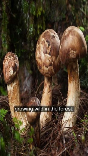 Samurai Champloo - Matsutake Mushroom