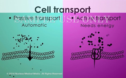 《生物自习室》第4期：细胞转运概述