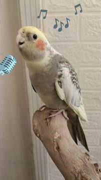 Adorable Cockatiel Candy being Super Cute while Singing 🎶🦜🎵💖 #cockatielscraze