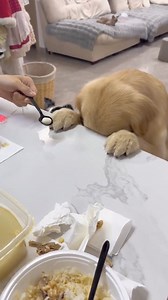 230K views · 2.2K reactions | Doggy dreams do come true! A quail egg miracle for our faithful furry friend. 讀 | DogTube | Facebook