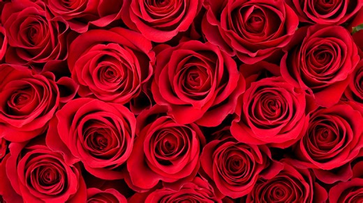 The 10 Cheapest—And 10 Most Expensive—States to Buy Roses This Valentine’s Day