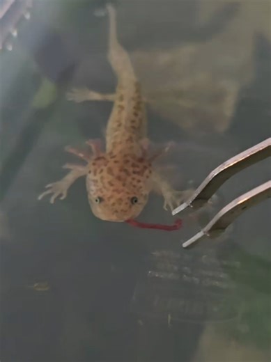 Caring for Axolotl Babies in an Aquarium