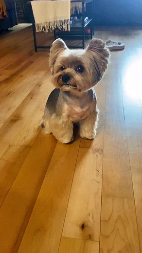 Adorable Yorkie Gets a Purrfect Haircut | Groomers Revealed!