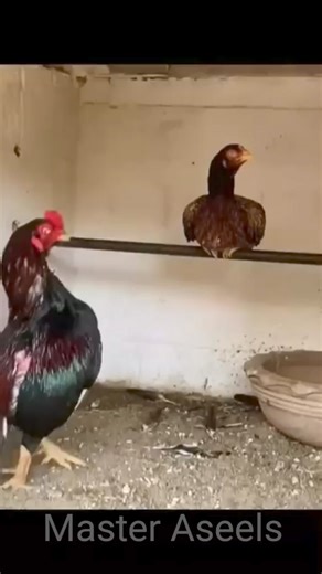 62K views · 6.5K reactions | Mianwali top quality aseel best aseel Master Aseels mianwali amroha aseel #miawaliaseel #amrohaaseel #masteraseels #aseel #reels #shortvideofbreels #aseelmurga #aseelroster #topqualityaseel #bestaseel #aseelrooster #aseelhen #aseelmurgi | Master Aseels | Facebook