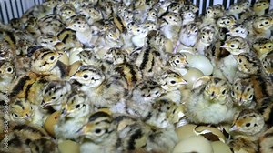 Pheasant chicks in farm hatchery. Baby pheasant in incubator, close up chicks hatched from an eggs, after breeding they are released into the wild